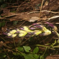 Mucuna bracteata DC. ex Kurz